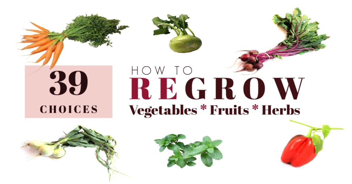 39 Vegetables, Fruits, and Herbs to Regrow from Scraps ... 39 Vegetables, Fruits, and Herbs to Regrow from Scraps ... Growing Vegetables From Scraps
