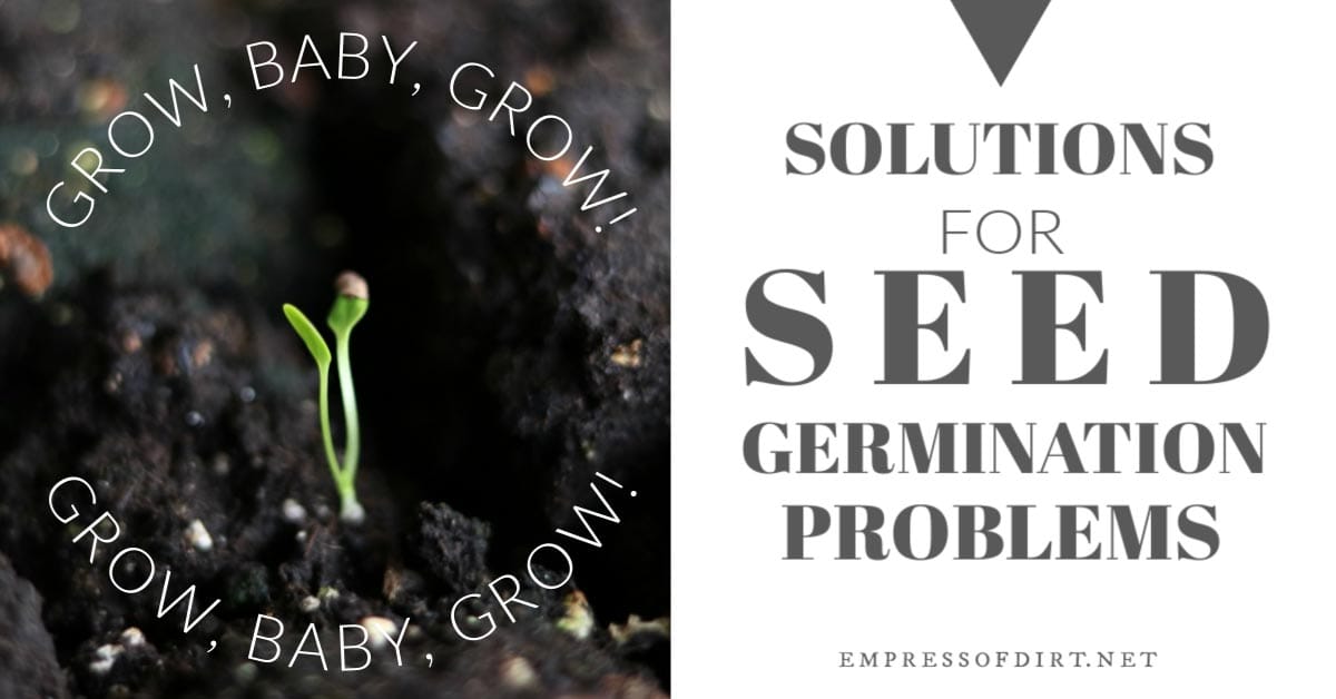 Seeds Not Germinating or Growing Well? Here's Why Empress of Dirt