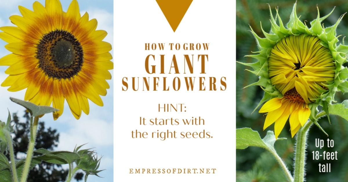 12 Tips for Growing Giant Sunflowers Empress of Dirt