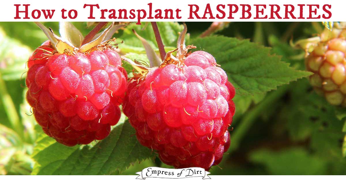 How to Transplant Raspberries Empress of Dirt