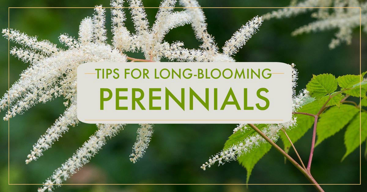 20 Perennials with LongLasting Blooms Tips & Tricks Empress of Dirt