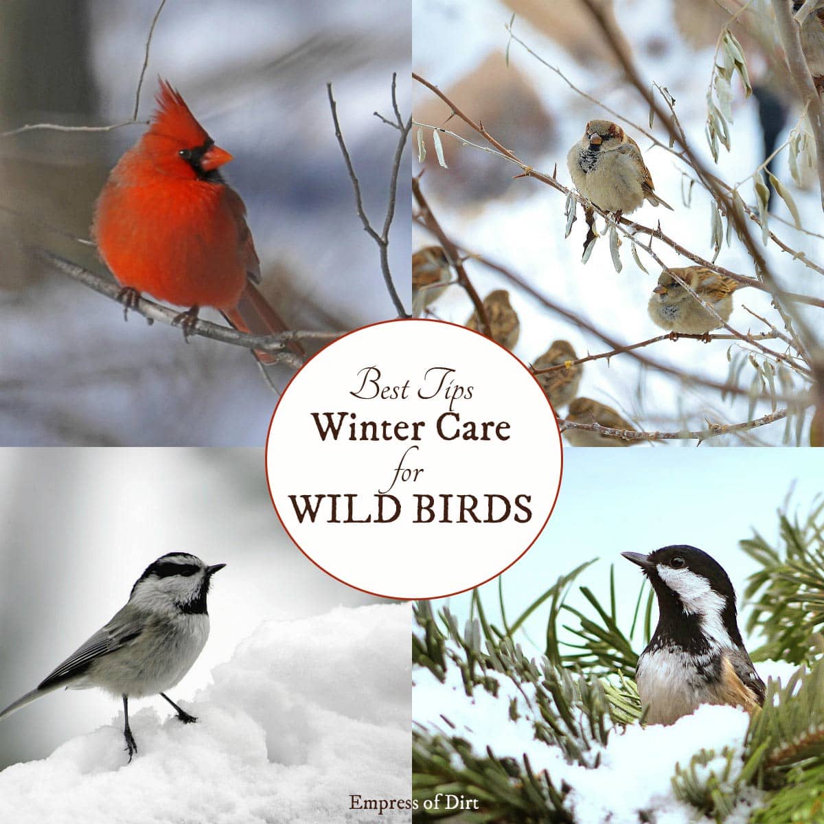 Winter Care for Wild Birds Food, Water, and Shelter Empress of Dirt