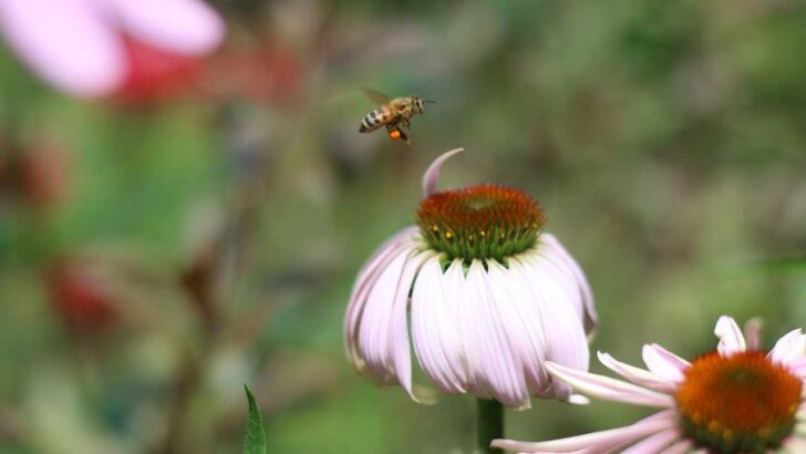 Bee with pollen on its legs hovering over echinacea flower.