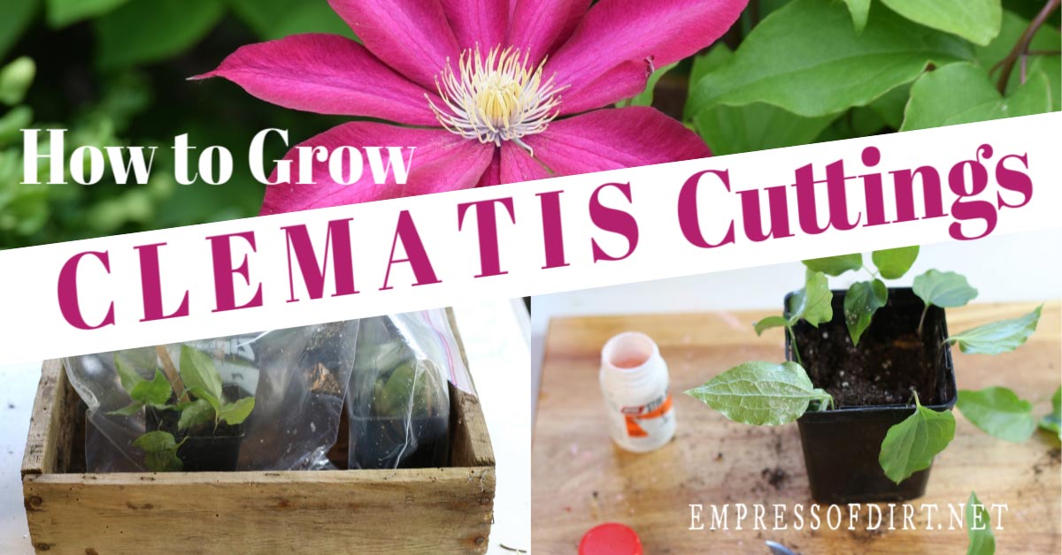 How to Grow Clematis from Cuttings | Empress of Dirt