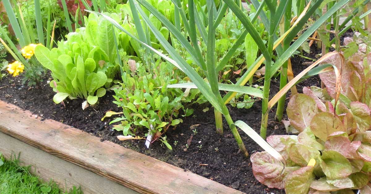 Free Raised Bed Building Plans Empress Of Dirt - Free Plans For Building Raised Garden Beds Free Raised Bed Building Plans Empress Of Dirt - Free Plans For Building Raised Garden Beds