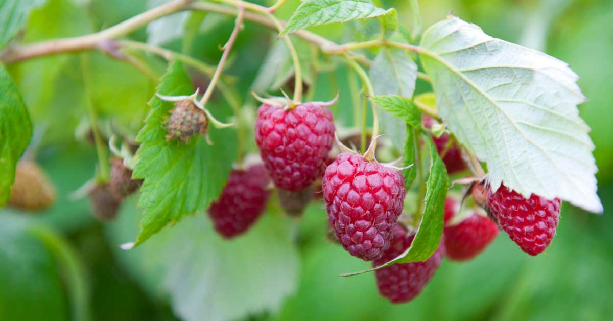 How to Transplant Raspberries and Grow More Fruit Empress of Dirt