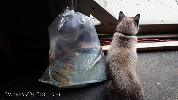 Simple instructions for introducing fish including goldfish and koi to a backyard garden pond plus tips for creating and maintaining a healthy habitat.