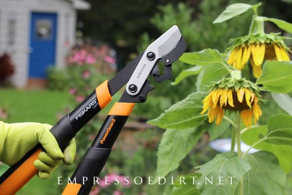 Fall pruning tips for the home garden.