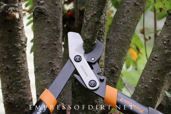 Cutting a dead branch off an ash tree with a cutting tool.