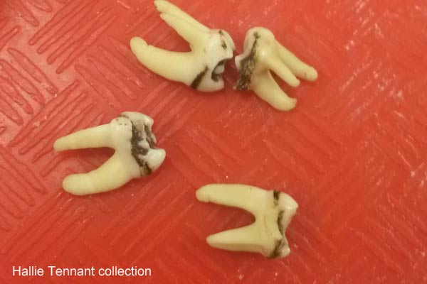 Groundhog teeth | What would happen if you found bones while digging in the garden? Would you know what to do? Today's guest post comes from a biological anthropologist with some basic, helpful advice for making the right decisions should your shovel uncover some unexpected bones.