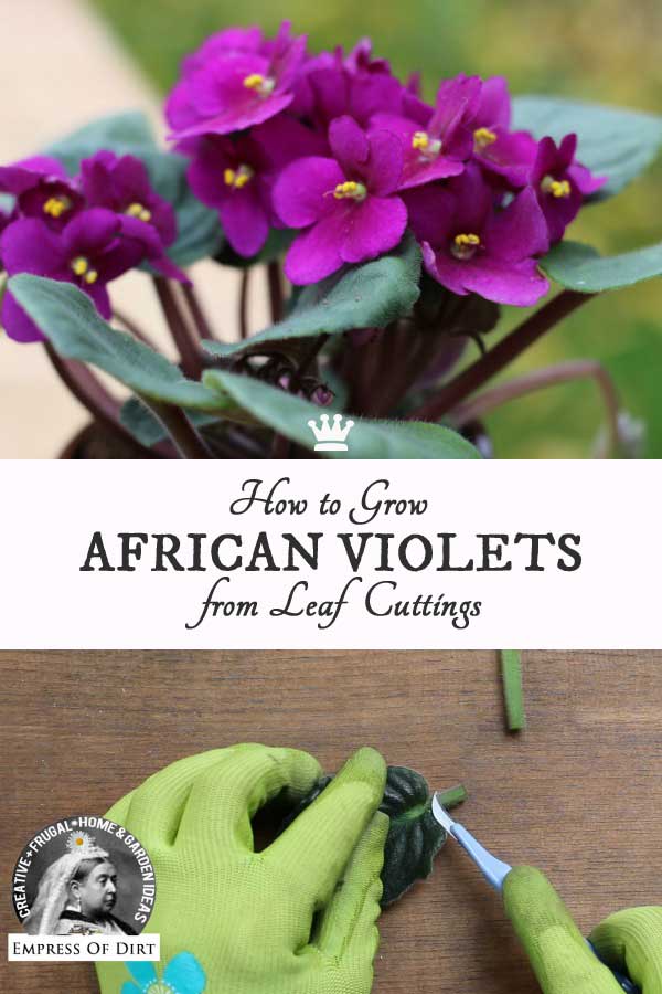How to Grow African Violets from Leaf Cuttings Empress of Dirt