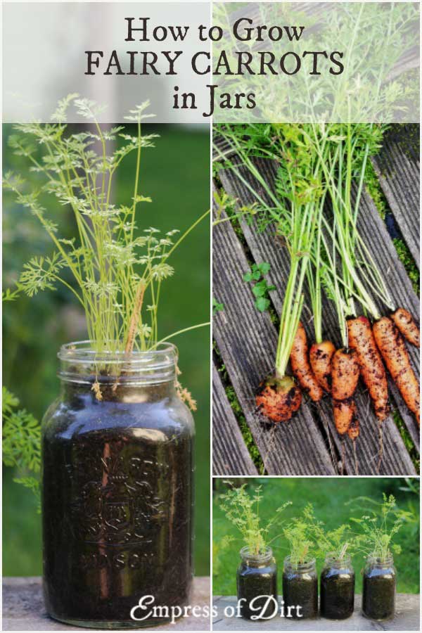 How To Grow Fairy Carrots In Jars Empress of Dirt