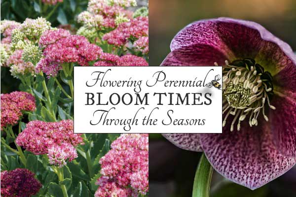 Flowering perennial bloom times through the seasons
