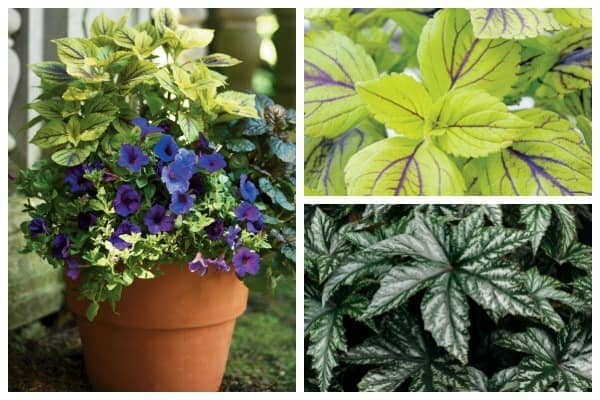 Plant lists for beautiful patio containers. Image by Proven Winners. Plant lists for beautiful patio containers. Image by Proven Winners.