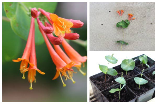 Taking cuttings from honeysuckle vine.