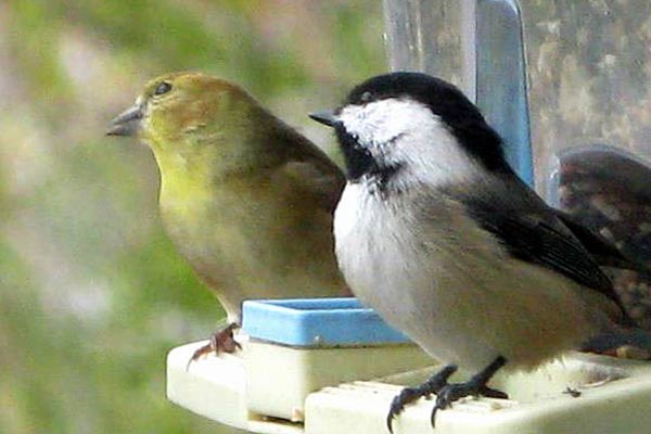 how to clean bird feeders empress of dirt how to clean bird feeders empress of dirt