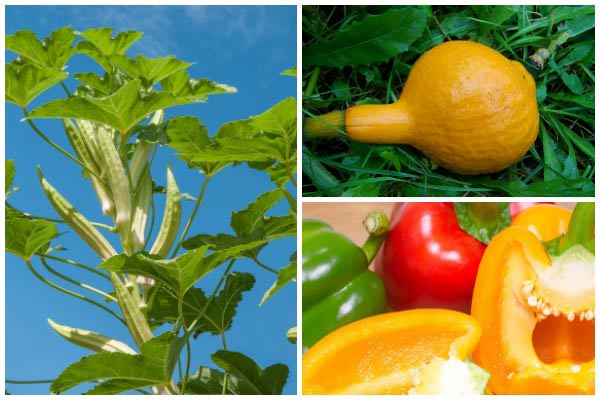 10 Best Vegetables for Drought Soils | Empress of Dirt