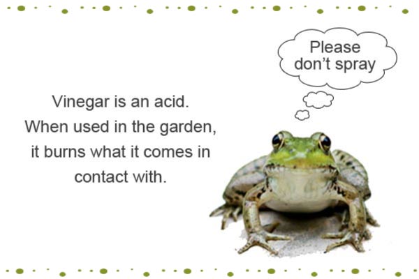 Vinegar is an acid. When used in the garden, it burns what it comes in contact with including frogs, toads, and more. Use with caution.
