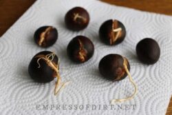 How to Grow an Avocado from Seed (Easy Method) — Empress of Dirt