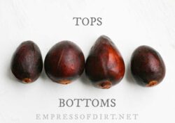 How to Grow an Avocado from Seed (Easy Method) — Empress of Dirt