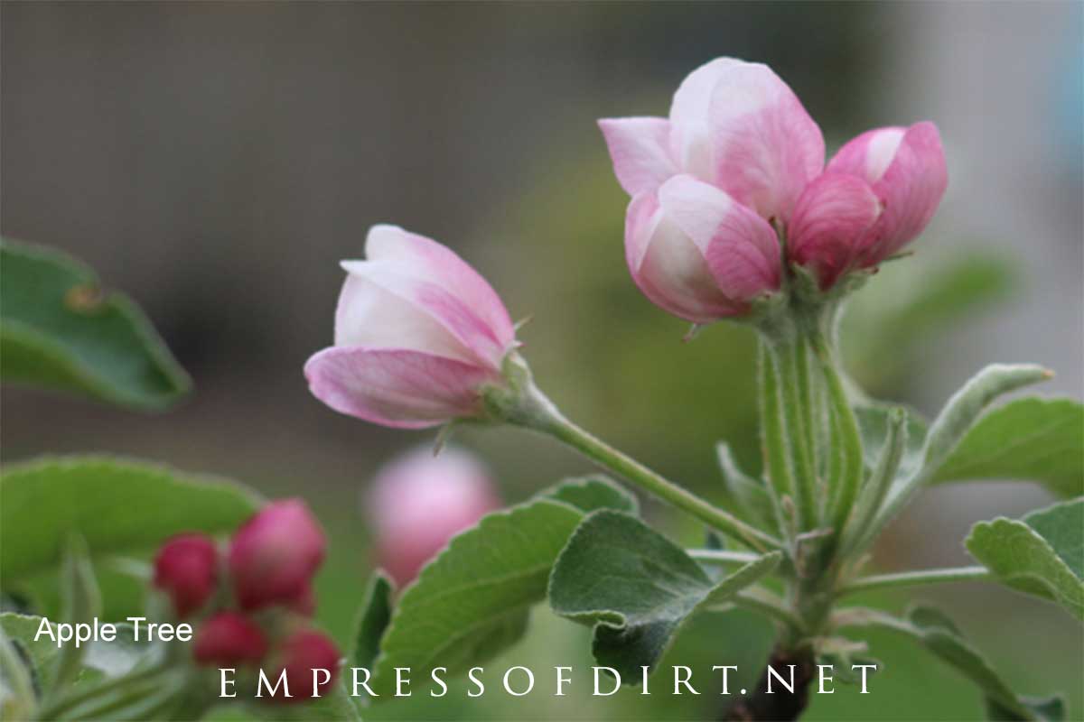 Apple tree blooms in spring. Pink apple tree blooms