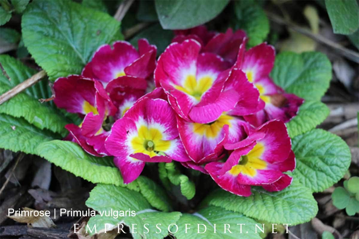 Pink primrose in the spring garden