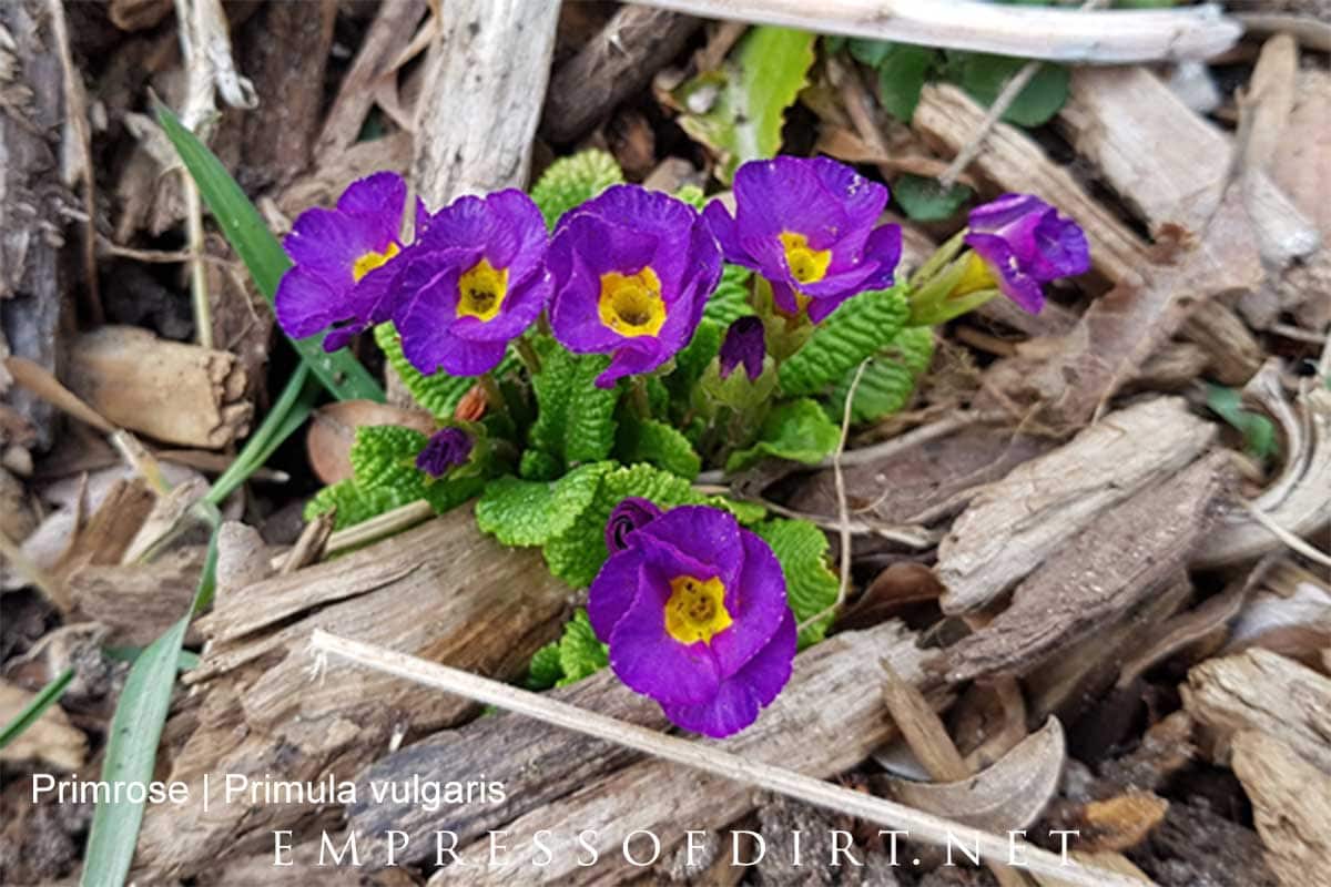 Primrose in the spring garden