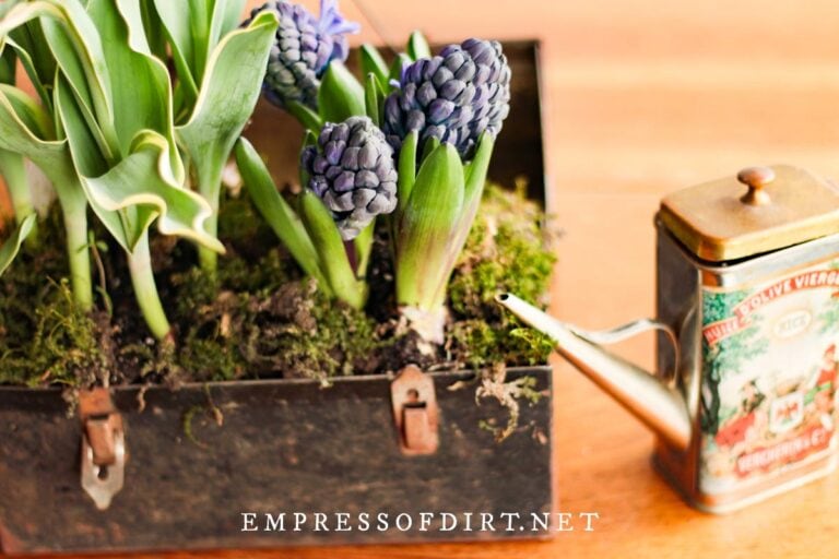 How to Transplant Flower Bulbs Empress of Dirt