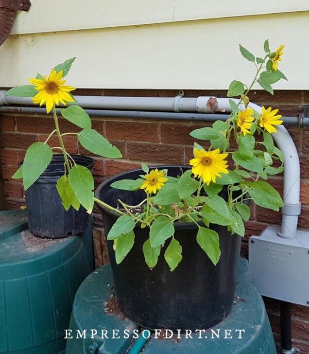 How to Grow Sunflowers (& Common Mistakes To Avoid)