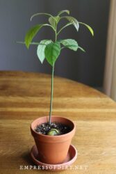 How to Grow an Avocado from Seed (Easy Method) — Empress of Dirt