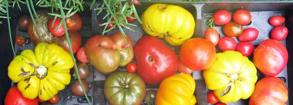 A variety of colorful tomatoes fresh from the garden.