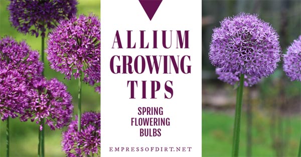 Alliums are those gorgeous flowering perennials in the spring garden with the big, round purple flower heads on tall, green stems. They are easy to grow, attract bees and butterflies, and deer and rabbits don't like them. Alliums are those gorgeous flowering perennials in the spring garden with the big, round purple flower heads on tall, green stems. They are easy to grow, attract bees and butterflies, and deer and rabbits don't like them.