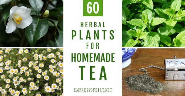 If you love drinking tea and gardening, why not grow your own speciality teas? This list shows a variety of plants you grow for their leaves, flowers, fruits, seeds, and roots to produce delicious, homemade teas. List of plants to grow for homemade tea.