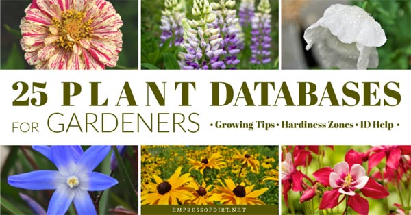 Flowering plants from plant database.