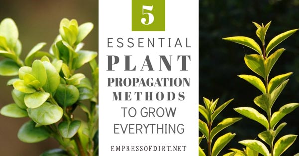 Basic propagation methods for beginner gardeners so you can grow your own plants.