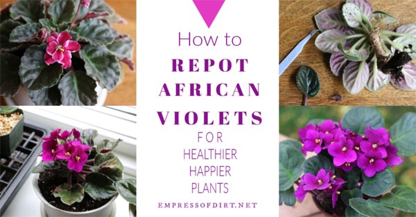 Repot African violets.