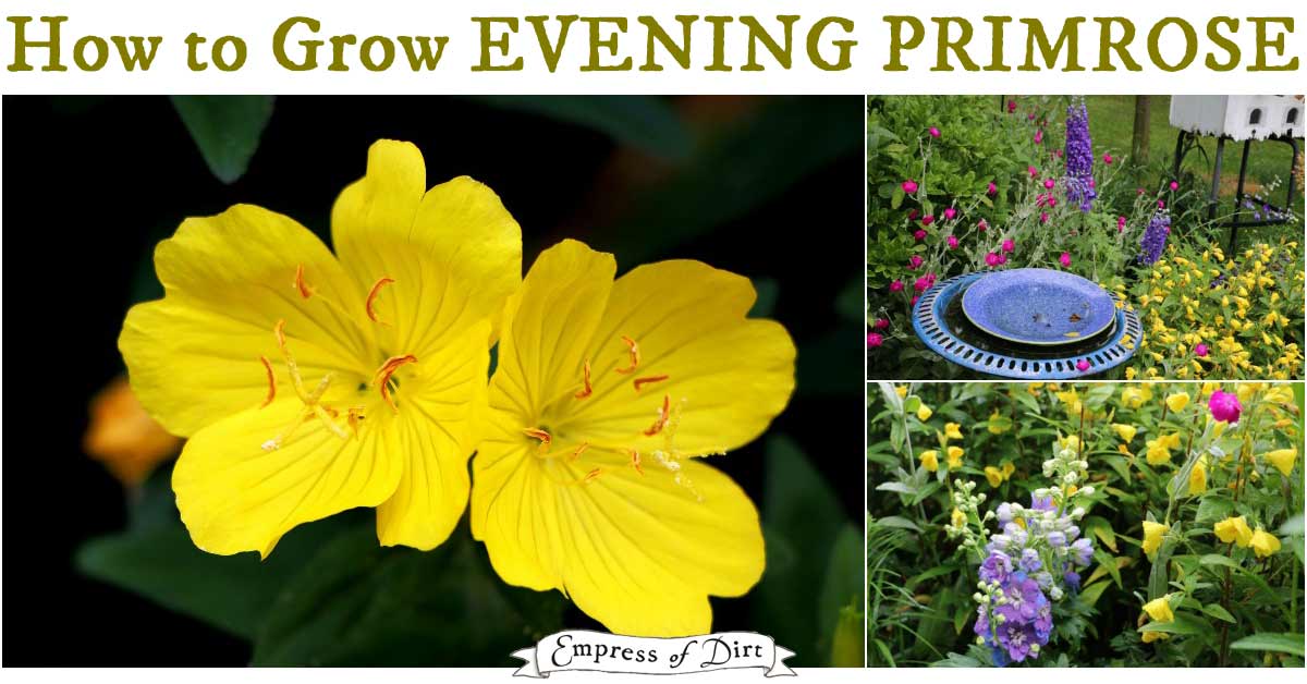 Evening Primrose Growing Tips Oenothera Empress Of Dirt