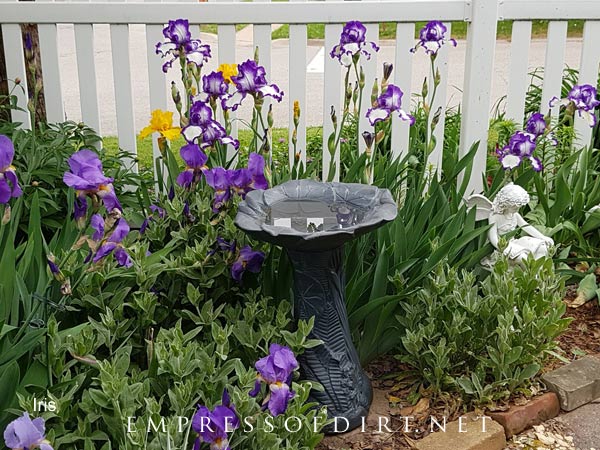 Purple and white irises by white picket fence.