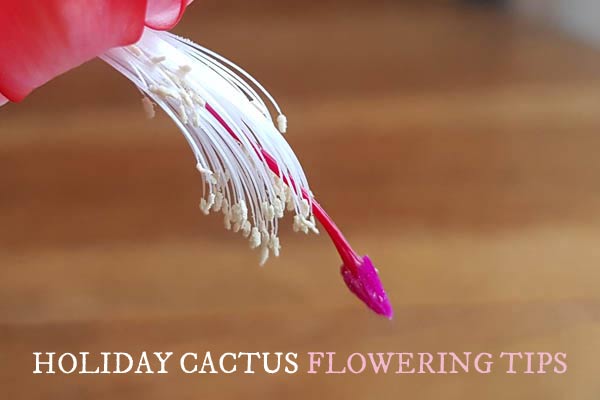 How to make a holiday cactus bloom.