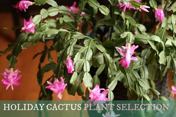 How to choose a healthy holiday cactus.