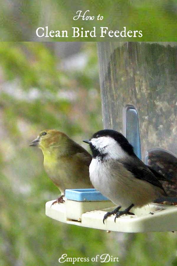 How to Clean Bird Feeders Empress of Dirt
