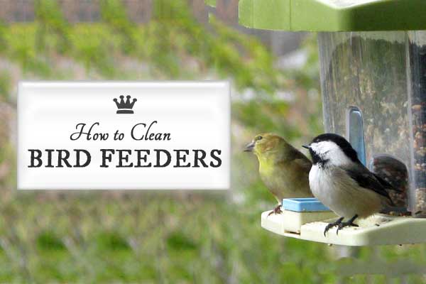 how to clean bird feeders empress of dirt how to clean bird feeders empress of dirt