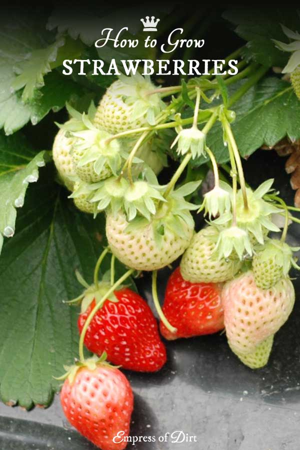 How to Grow Strawberries Empress of Dirt