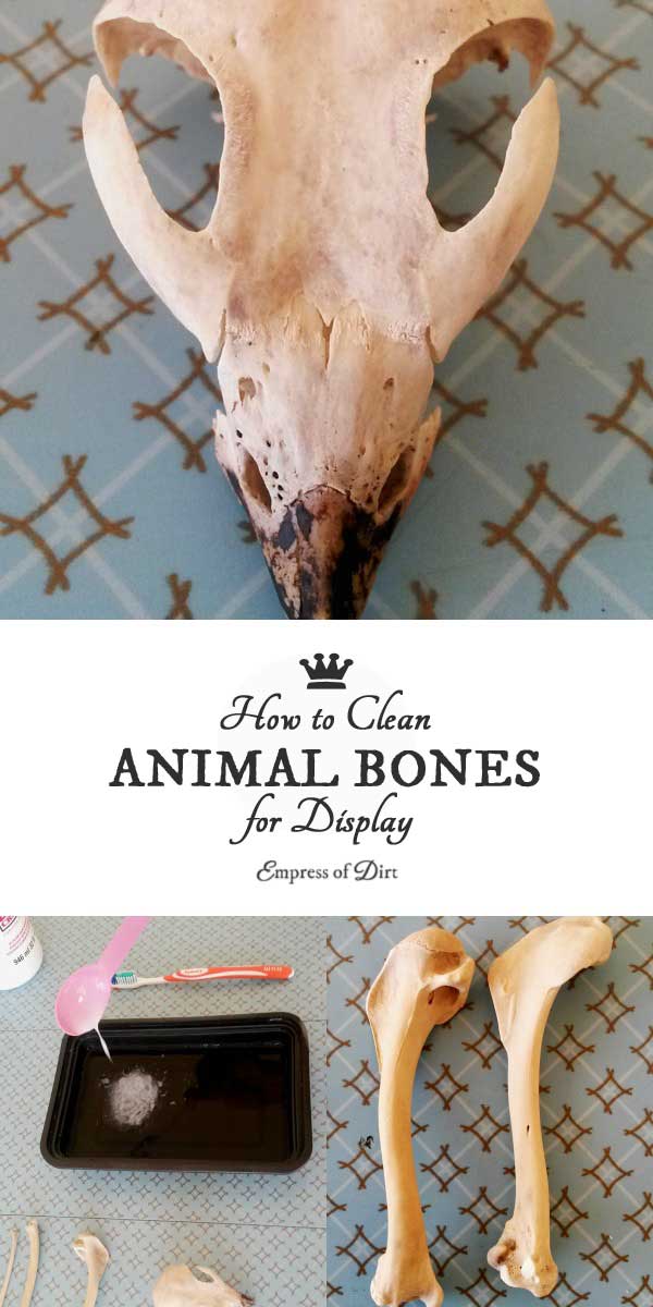 How to Clean Animal Bones for Display Empress of Dirt
