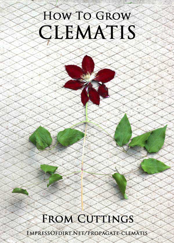 How to Grow Clematis from Cuttings - Empress of Dirt