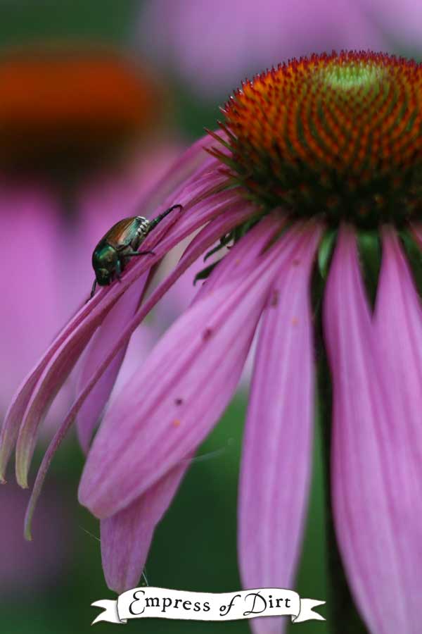 How to Catch Japanese Beetles Invasive Pest Tip Empress of Dirt
