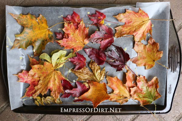 Fall leaves preserved in beeswax.