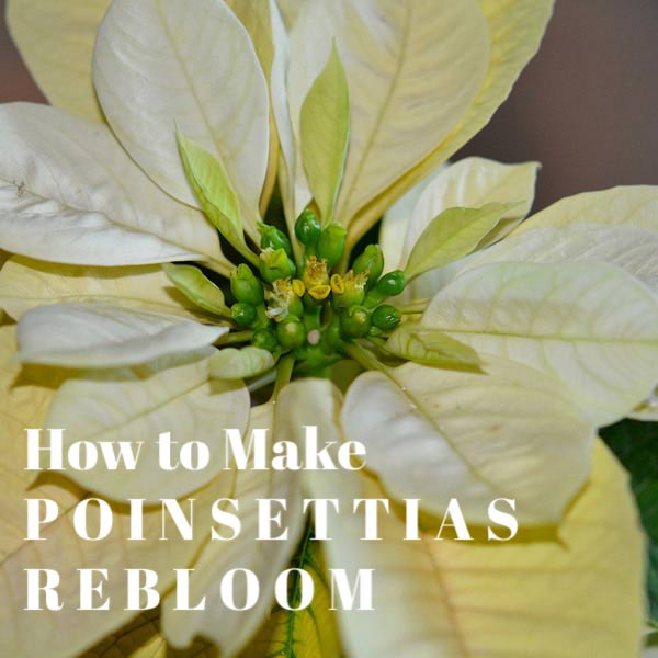 How to make poinsettias rebloom in your home.