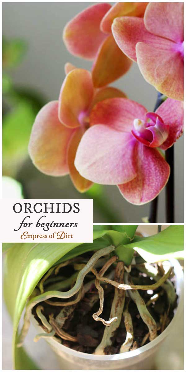 Orchids for Beginners Empress of Dirt