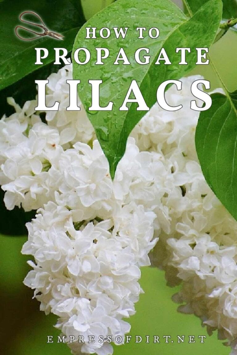 How To Propagate Lilacs (Options For Home Gardeners)